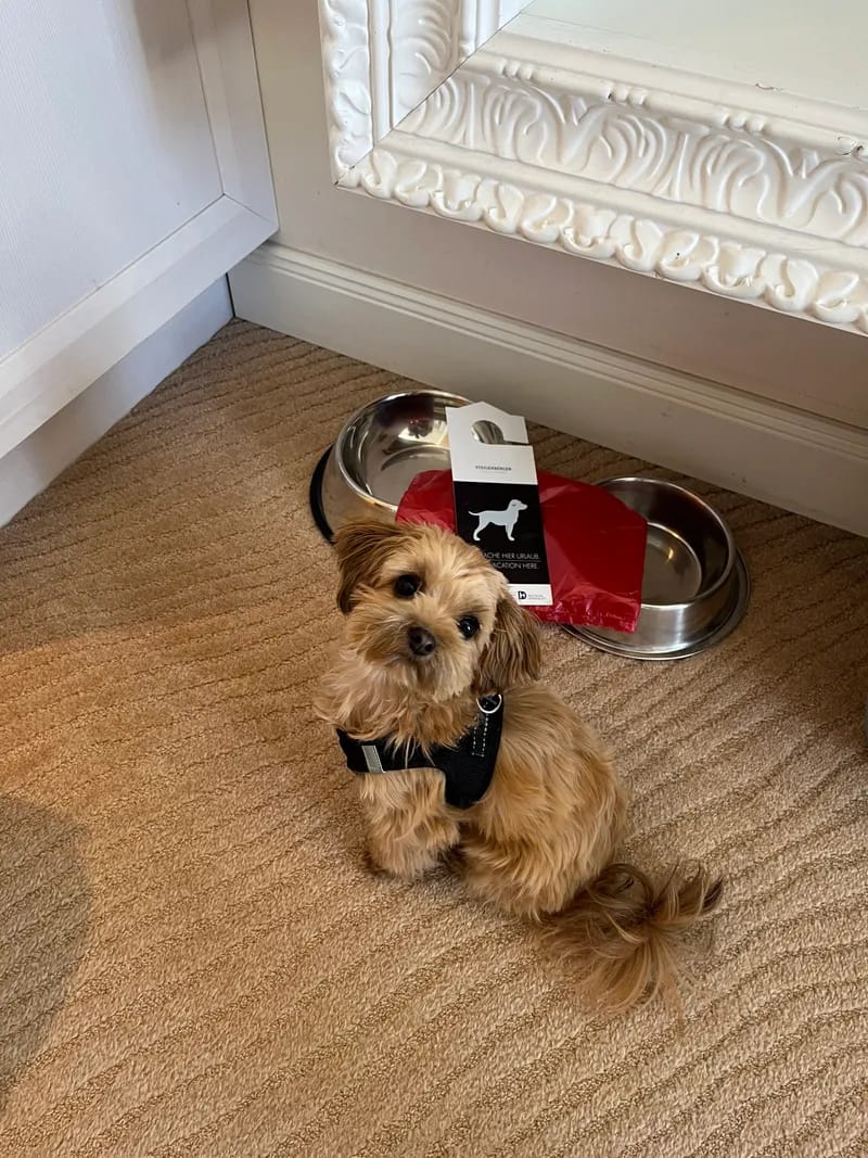 steigenberger-grandhotel-und-spa-hotel-mit-hund